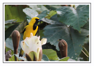 Oriole à queue jaune - Icterus mesomelas - Yellow-tailed Oriole