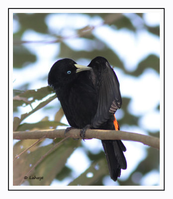 Cassique à dos rouge - Cacicus uropygialis - Scarler-rumper Cacique