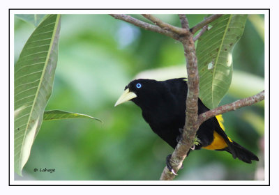 Cassique cul-jaune - Cacicus cela - Yellow-rumped Cacique