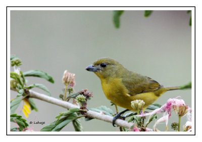 Organiste à bec épais Femelle - Euphonia laniirostris - Thick-billed Euphonia