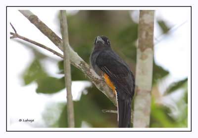 Trogon de Sclater - Trogon chionurus - White-tailed Trogon