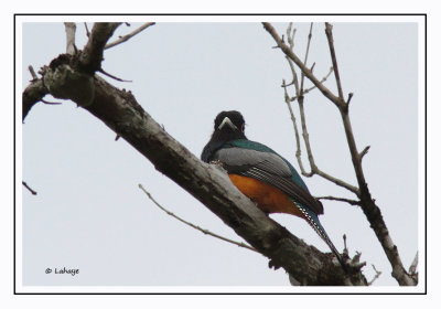 Trogon violacé - Trogon violacius - Violaceous Trogon