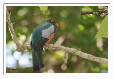 Trogon de Massena - Trogon massena - Salty-tailed Trogon