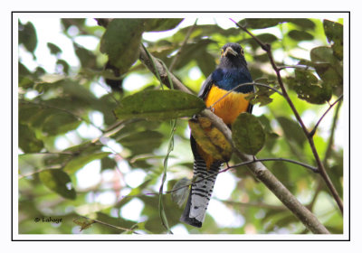 Trogon pattu - Trogon caligatus - Gartered Trogon
