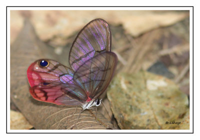 Papillons de Panama - Panama's Butterflies