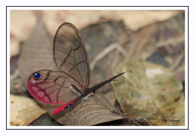 Pink typped Satyr - Cithaerias pireta -  Blushing Phantom