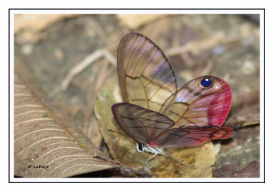 Pink typped Satyr - Cithaerias pireta -  Blushing Phantom