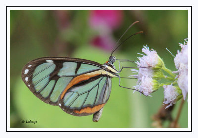 Ithomia Diasia - Hippocrenis Diasia Clearwing