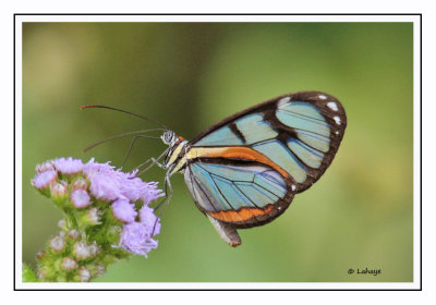 Ithomia Diasia - Hippocrenis Diasia Clearwing