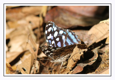 Aile bleu Mexican - Bluewing Myscelia ethusa