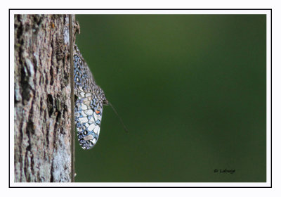 Cracker variable - Hamadryas feronia - Variable Cracker