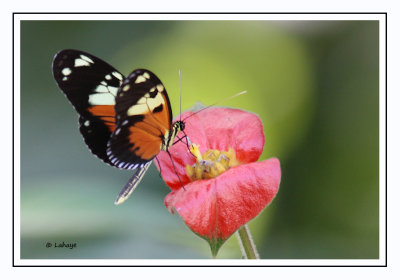 Heliconius hecale - Hecale longwing