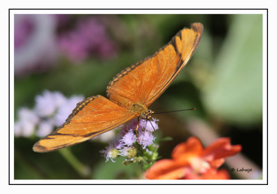 Julia Dryas iulia