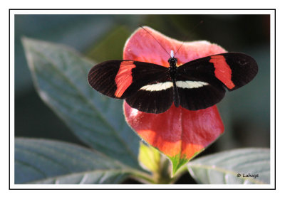 Le Facteur - Heliconius melpomene rosina - Small Postman