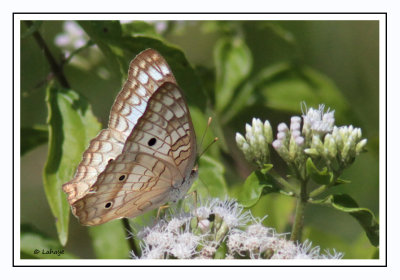 Paon blanc - White Peacock - Anartia jatrophae