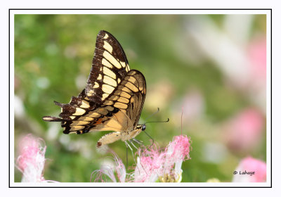 Voilier gant -Thoas Swallowtail - Papilio thoas