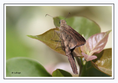 Long-tailed Skipper - Urbanus proteus proteus