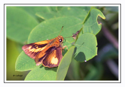 Zabulon Skipper - Poanes zabulon