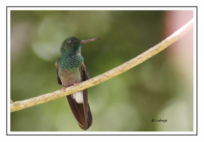 Colibri à queue bronzée - Chalybura urochrysia - Bronze-tailed Plumeleteer
