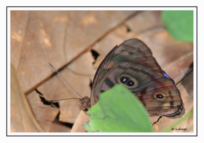 Rounded Purplewing - Eunica pomona amata