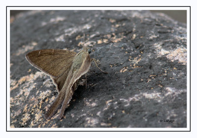  Long-tailed skipper ?