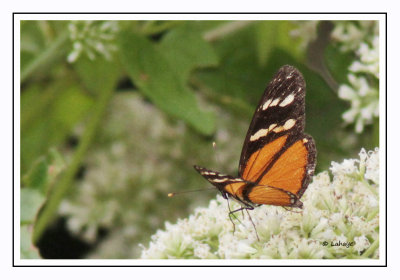 Variable Crescent - Eresia ithomioides alsina