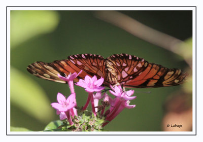 Papillons de Panama - Panama's Butterflies