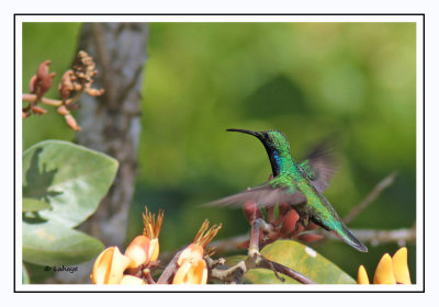 Mango à cravate noire - Anthracothorax nigricollis - Black-throated Mango