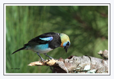 Calliste à coiffe d'or - Tangara larvata - Golden-hooded Tanager