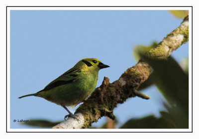 Calliste émeraude - Tangara florida - Emerald Tanager