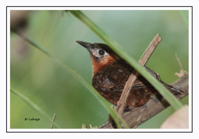 Troglodyte chanteur - Cyphorhinus phaeocephalus - Song Wren