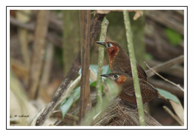 Troglodyte chanteur - Cyphorhinus phaeocephalus - Song Wren