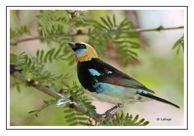 Calliste à coiffe d'or - Tangara larvata - Golden-hooded Tanager