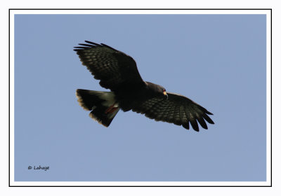 Milan des marais - Rostrhamus sociabilis - Snail Kite