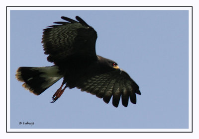 Milan des marais - Rostrhamus sociabilis - Snail Kite