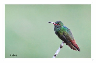 Ariane à ventre gris - Amazilia tzacatl - Rufous-tailed Hummingbird