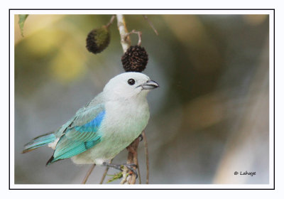 Tangara évêque - Thraupis episcopus - Blue-gray Tanage