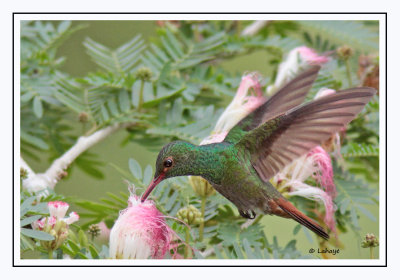 Ariane à ventre gris - Amazilia tzacatl - Rufous-tailed Hummingbird