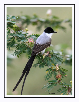 Tyran des savanes - Tyrannus savana - Fork-tailed Flycatcher