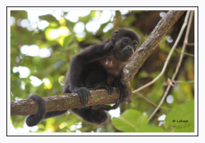 Animaux du Panama - Panama's Animals