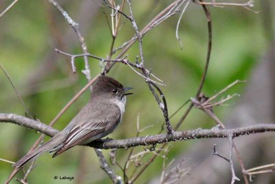 Moucherolle phbi / Eastern Phoebe