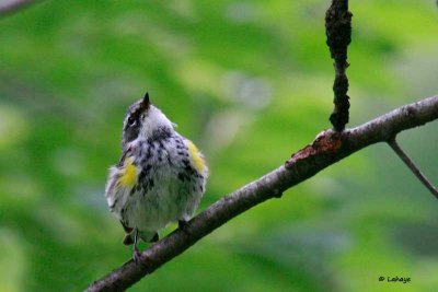 Paruline  croupion jaune / Yellow-rumped Warbler