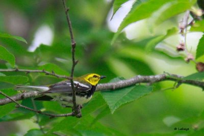 Paruline  gorge noire / Black-throated Green Warbler