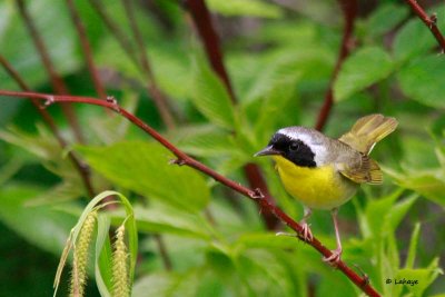 Paruline masque / Common Yellow-throated