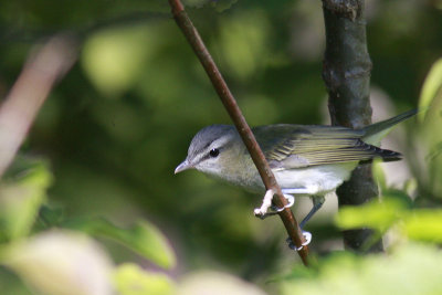 Viro aux yeux rouges / Red-Eyed Vireo