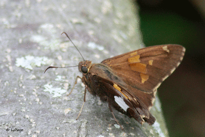 Hespérie à taches argentées / Epargyreus clarus / Silver-spotted Skipper