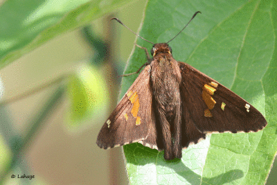 Hespérie à taches argentées / Epargyreus clarus / Silver-spotted Skipper