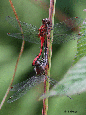 Symptrum claireur / Sympetrum obtrusum / White-faced Meadowhawk