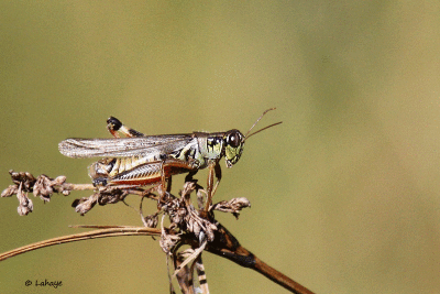 Mlanople  pattes rouges / Melanoplus femurrubrun / Red-legged Grasshopper