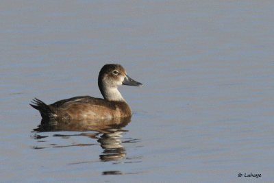 Fuligule  collier femelle / Aythya collaris / Ring-necked Duck
